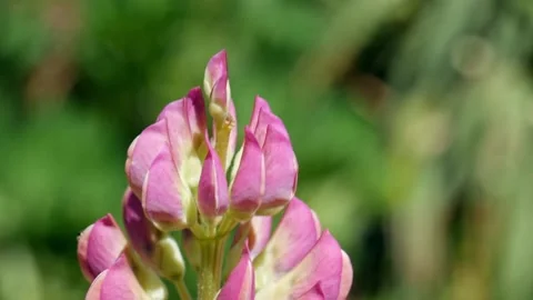 A pink lupine in the garden Stock Footage 132187231