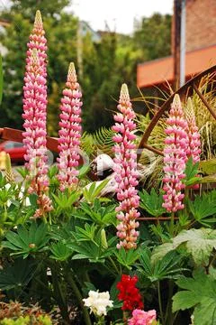 Pink lupins Stock Photos