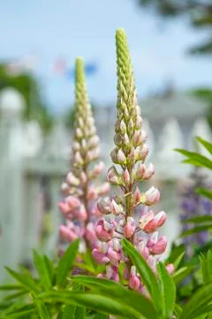 Pink lupins Stock Photos