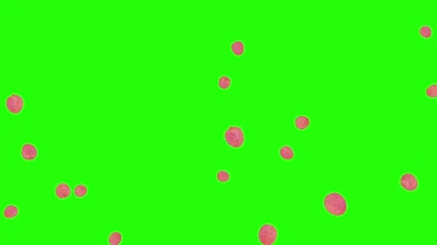 Pink Lychees 2d style fall down from top green screen effect Stock Footage 322893766