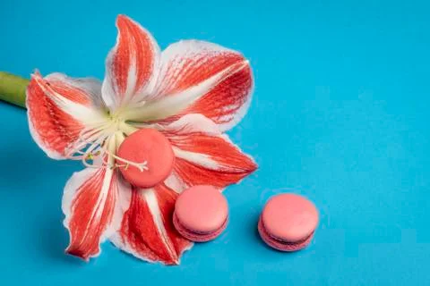 Pink macaroons inside big flower petals on blue background Stock Photos