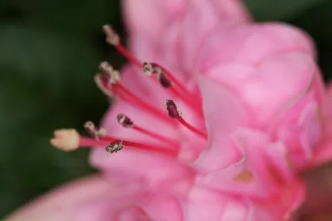 Pink macro flower Stock Photos