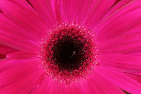 Pink macro gerber Foto stock