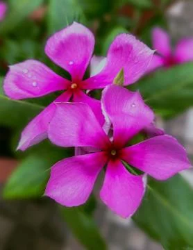 Pink madagascar periwinkle flower Stock Photos