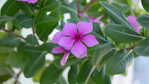 Pink Madagascar Periwinkle Flower Surrounded by Green Leaves Stock Footage 344208237