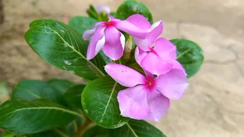 Pink Madagascar periwinkle flowers Stock Footage 277200371