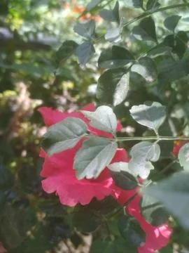 Pink magic flower Stock Photos