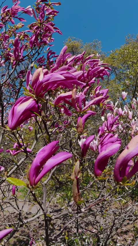 Pink Magnolia Flowers Blooming In Spring Park Under Blue Sky Stock Footage 335688317