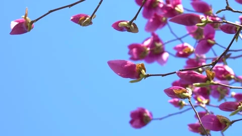Pink magnolia flowers in front of blue background. Spring magnolia flowers. Stock Footage