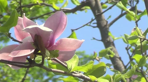 Pink magnolia Stock Footage 60222202