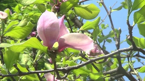 Pink magnolia Stock Footage 60222249