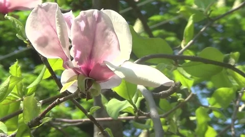Pink magnolia Stock Footage 60222416