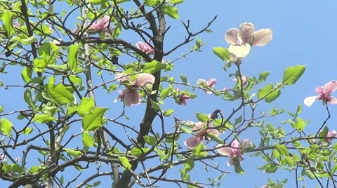 Pink magnolia Stock Footage 60222480