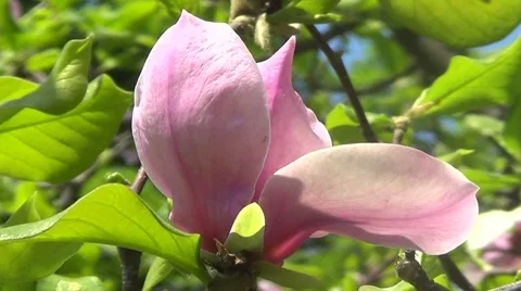 Pink magnolia Stock Footage 60222487