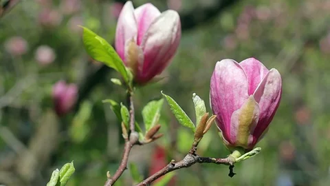 Pink magnolia Stock Footage 97758506
