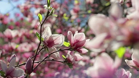Pink magnolia Stock Footage 98097593
