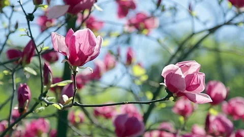 Pink magnolia Stock Footage 99656936