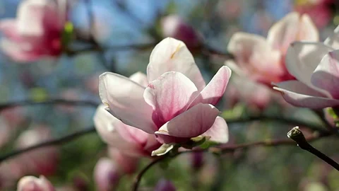 Pink magnolia Stock Footage 99799329