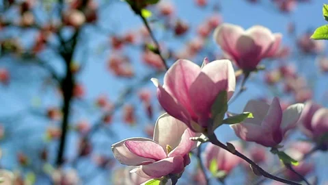 Pink magnolia Stock Footage 100123787