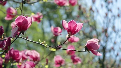 Pink magnolia Stock Footage 100333416