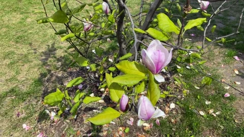 Pink magnolia in spring. Small trees with blooming flowers. Vídeos de archivo 273099632