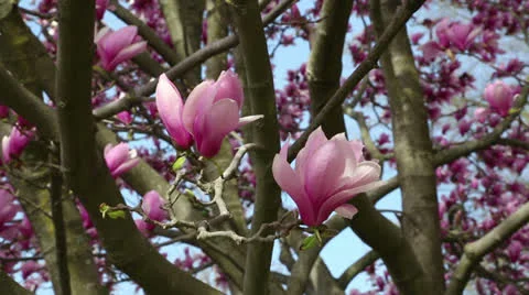 Pink magnolia spring tree Stock Footage 22768519