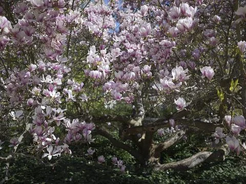 A pink magnolia tree in full bloom, Czech Republic Stock Photos