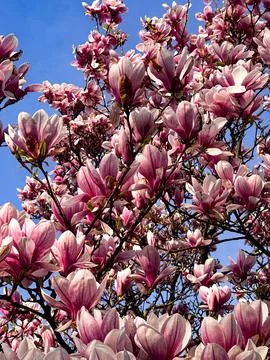 Pink Magnolia Tree in Full Spring Bloom Against Blue Sky Stock Photos