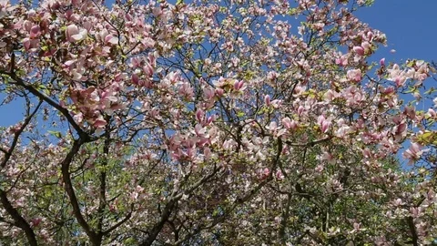 Pink magnolia tree petals falling down Stock Footage 89010470
