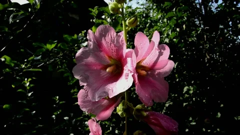 Pink mallow after rain Stock Footage 213973407