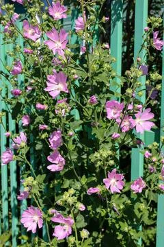 Pink mallow flowers bloom beautifully, floral background. Stock Photos
