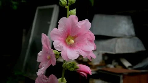 Pink mallow Stock Footage 213936143