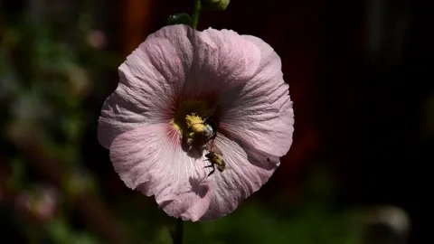 Pink mallow Stock Footage 255815265