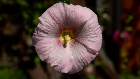 Pink mallow Stock Footage 255815633
