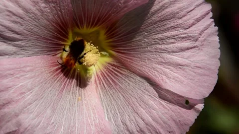 Pink mallow Vídeo Stock 255815916