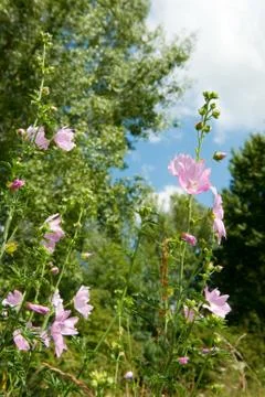 Pink mallow Stock Photos