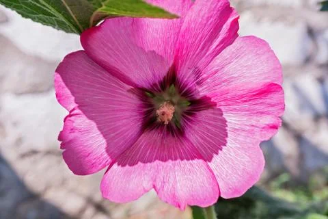 Pink mallow Stock Photos