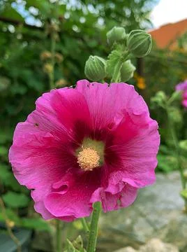 Pink mallow Stock Photos