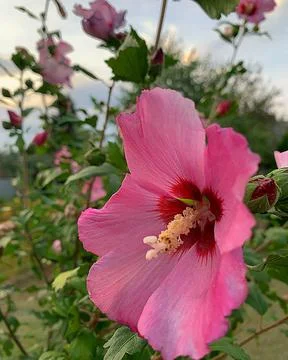 Pink mallow Stock Photos