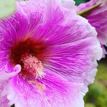 Pink mallow Stock Photos