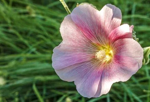 Pink mallow Stock Photos