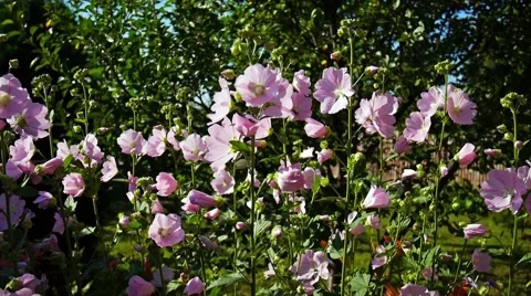 Pink Malva swinging on the wind Stock Footage 59699163