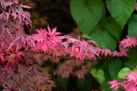 Pink maple leaves 写真素材