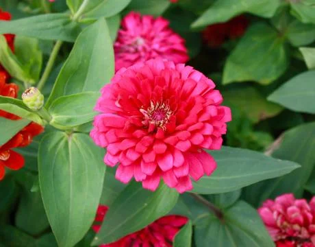 Pink marigold Foto stock