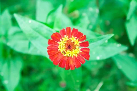 Pink marigold Stock Photos