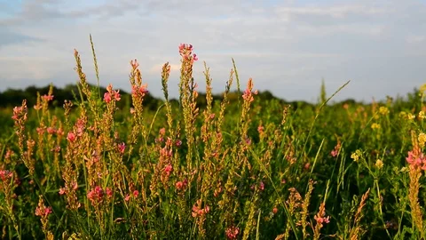 Pink meadow flower close-up in sunset light, Russia Vidéo 80642188