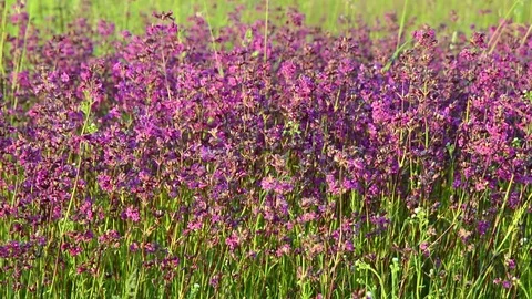 Pink meadow flowers. Stock Footage 80345298