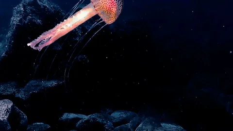 Pink Medusa Stock Footage 121766329