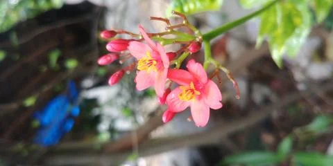 Pink melastoma flower Stock Photos