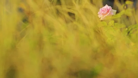 Pink in the middle of yellow Stock Footage 281713787